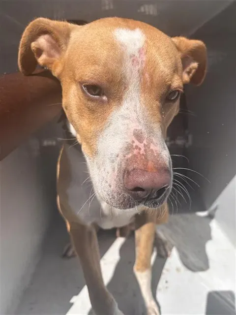 Adoptable Dog