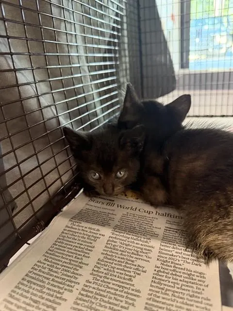 Adoptable Cat