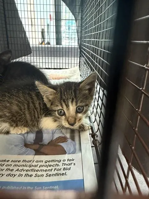 Adoptable Cat