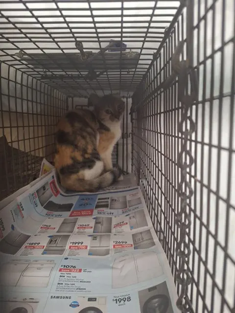 Adoptable Cat