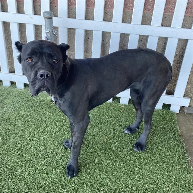 Adoptable Dog