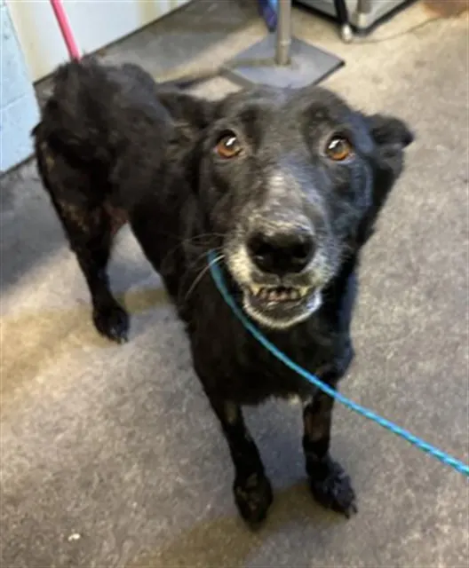 Adoptable Dog