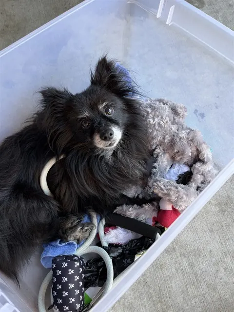 Adoptable Dog