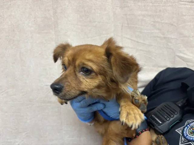 Canelo