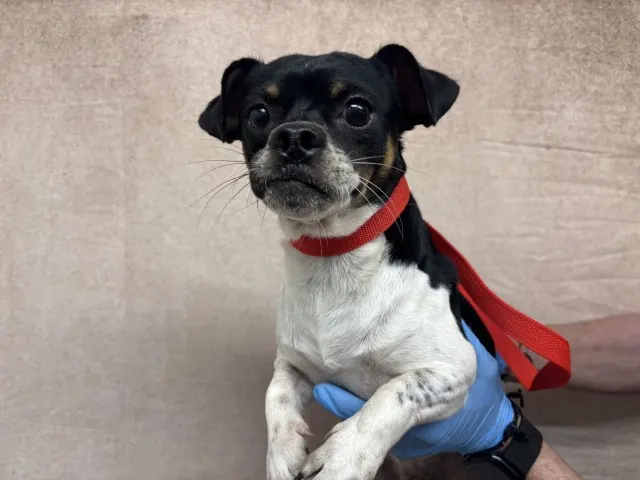 Pedro