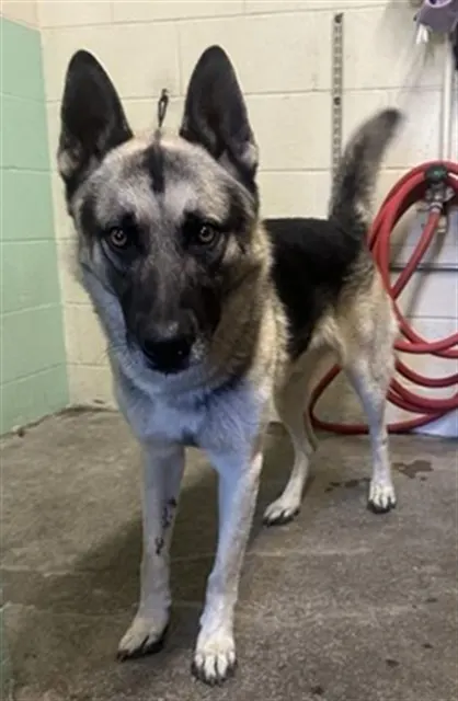 Adoptable Dog