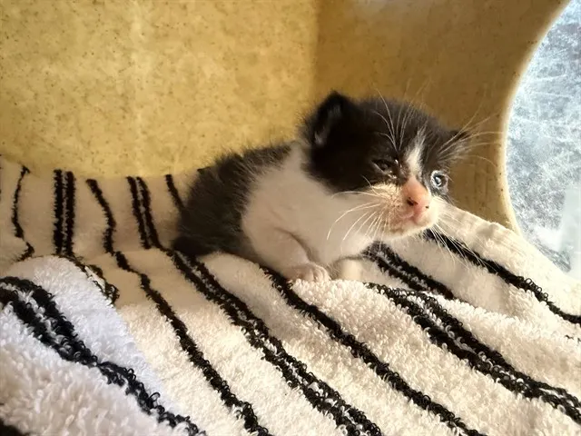 Paw Malone