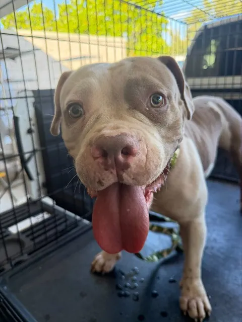 Adoptable Dog