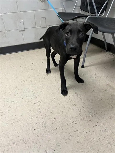 Adoptable Dog