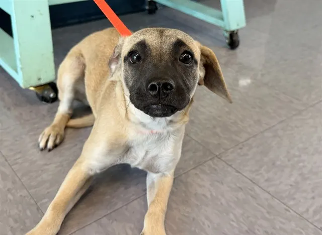 Adoptable Dog