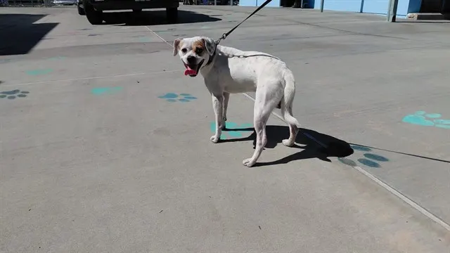 Adoptable Dog