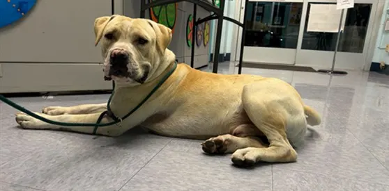 Adoptable Dog