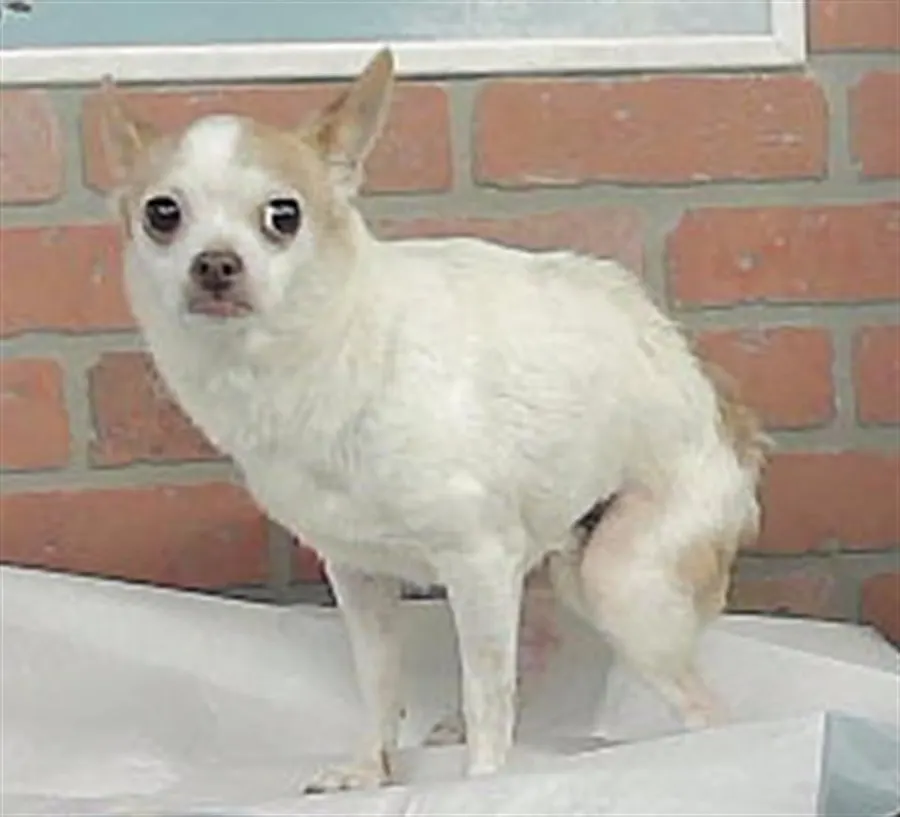 Chiquita
