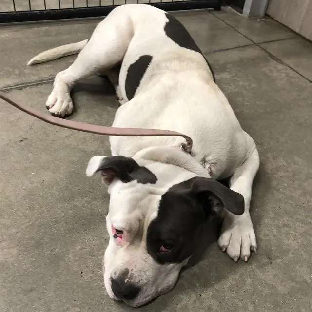 Adoptable Dog