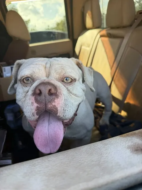 Adoptable Dog