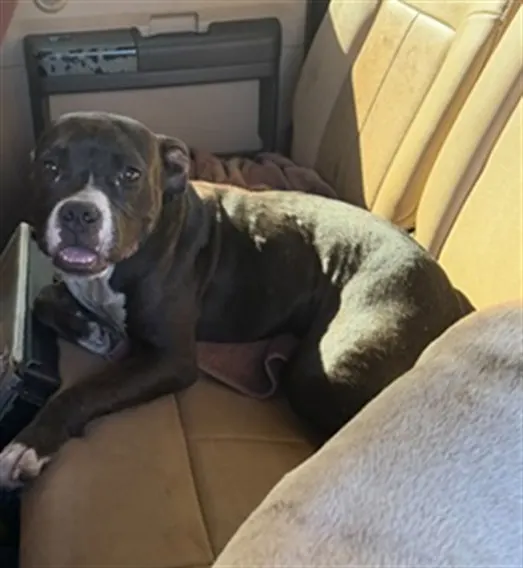Adoptable Dog