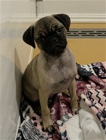 Rufus
