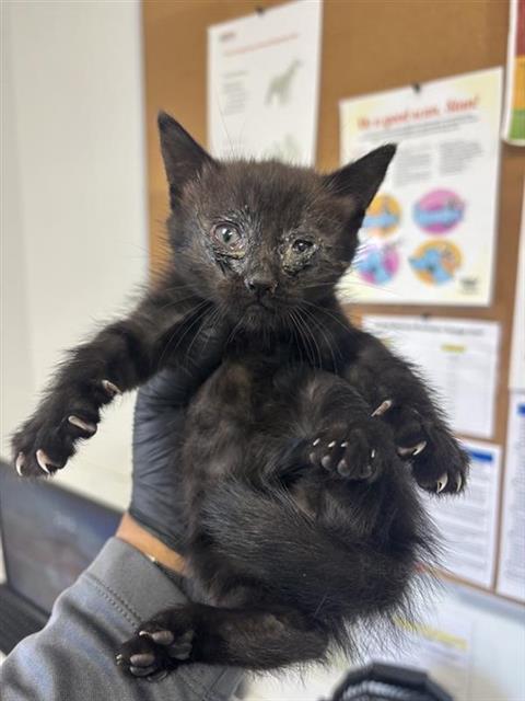 Adoptable Cat