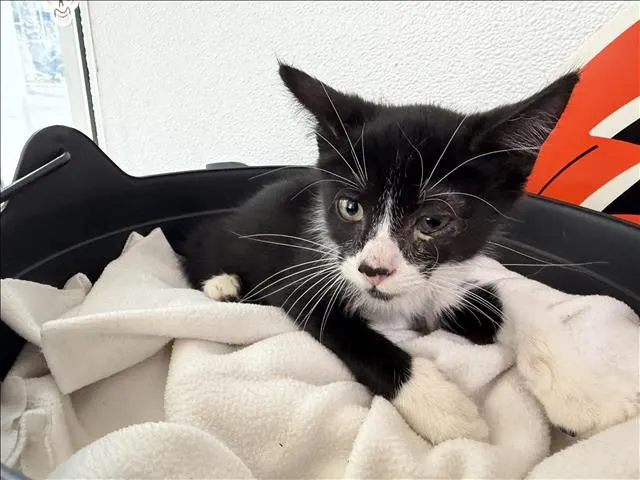 Adoptable Cat