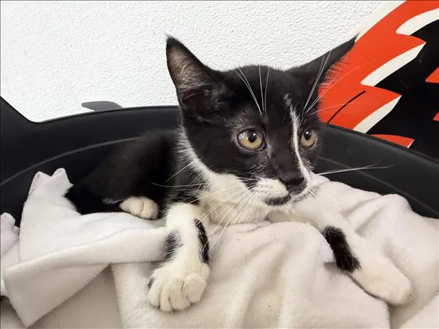 Adoptable Cat