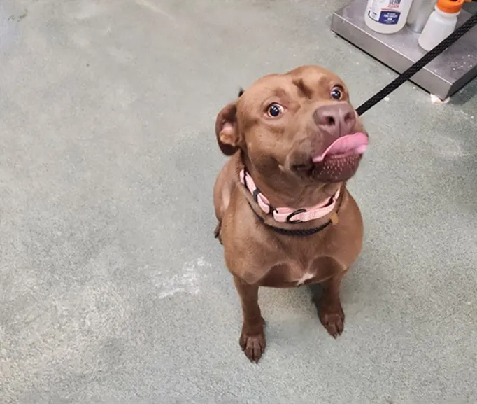 Adoptable Dog