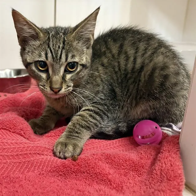 Adoptable Cat
