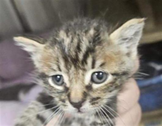 Adoptable Cat