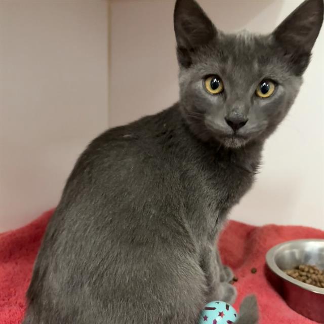 Adoptable Cat