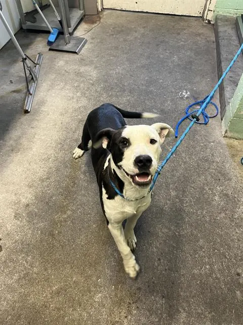 Adoptable Dog
