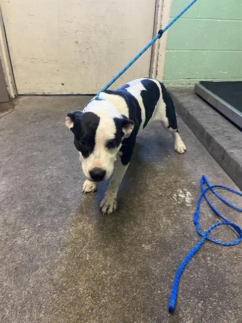 Adoptable Dog