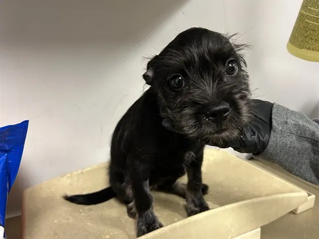 Adoptable Dog