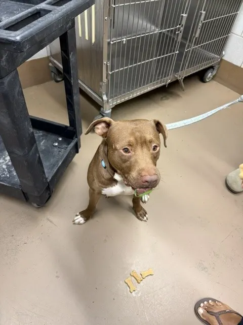 Adoptable Dog