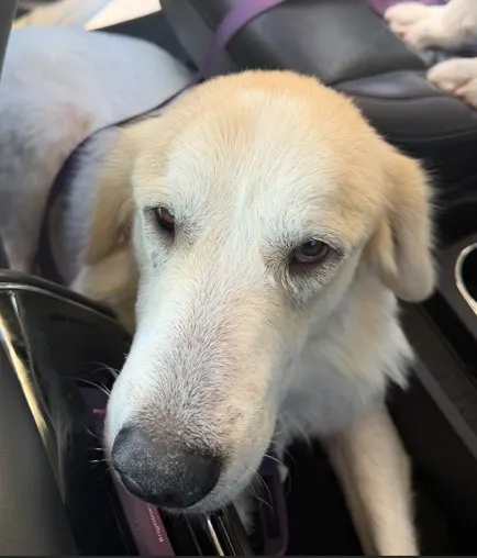 Goose
