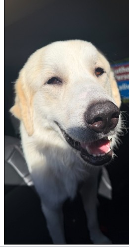 Maverick
