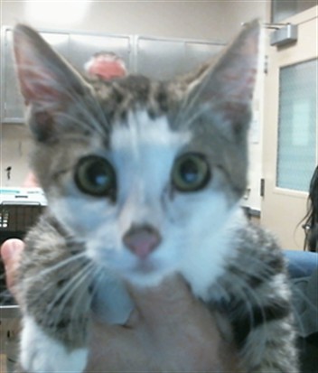 Adoptable Cat