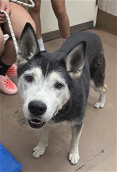 Adoptable Dog