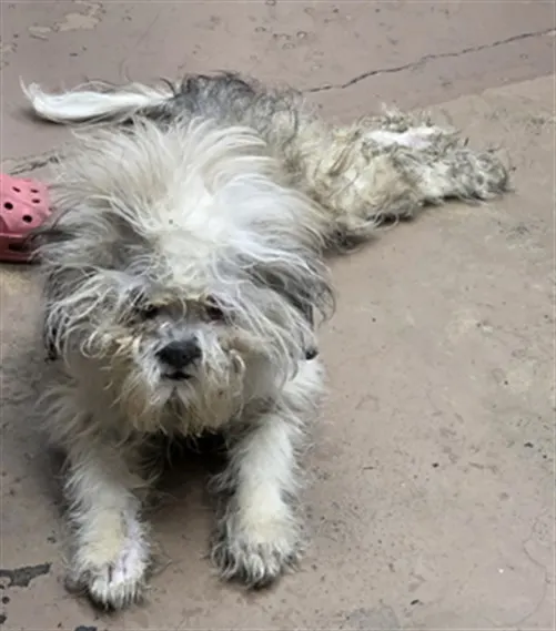 Adoptable Dog