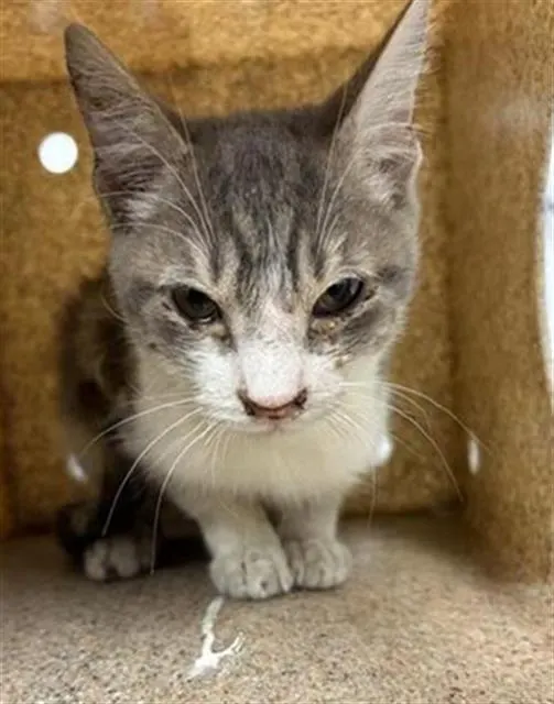 Adoptable Cat