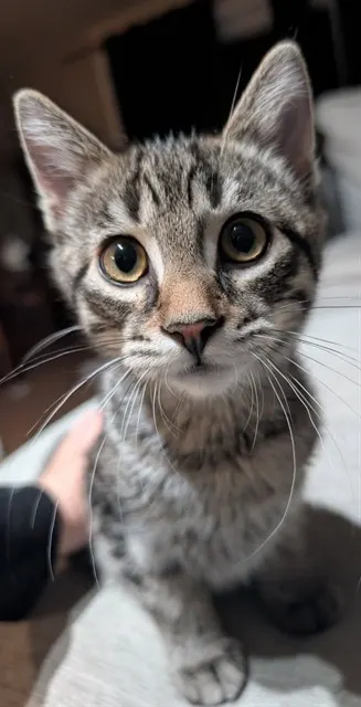 El Chupacabra
