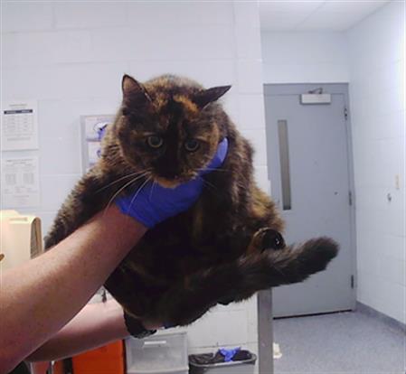 Adoptable Cat