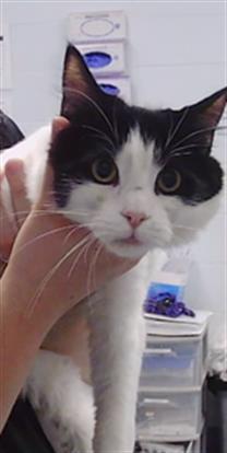 Adoptable Cat