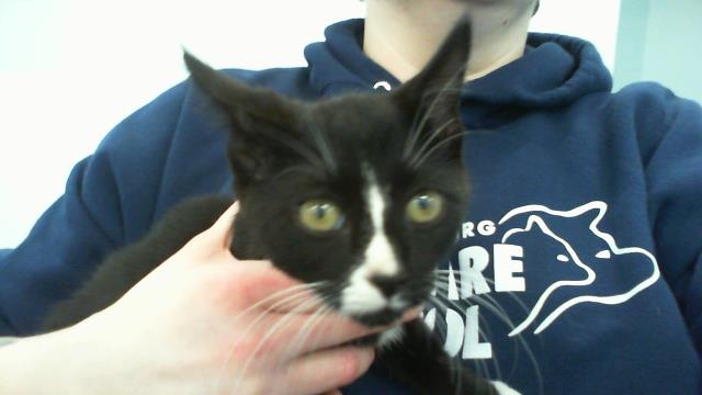 Adoptable Cat