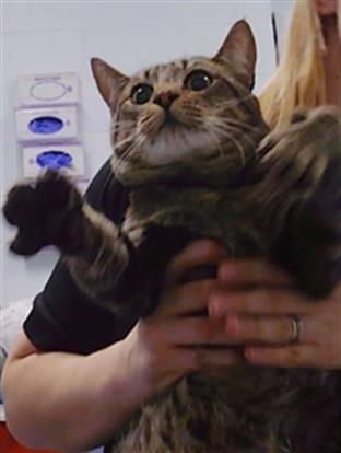 Adoptable Cat