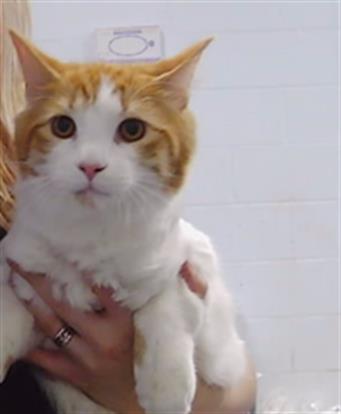 Adoptable Cat