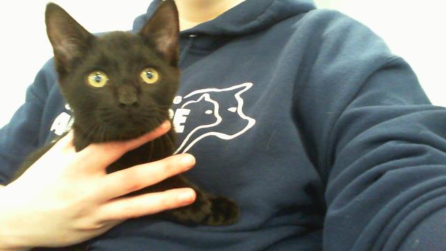 Adoptable Cat