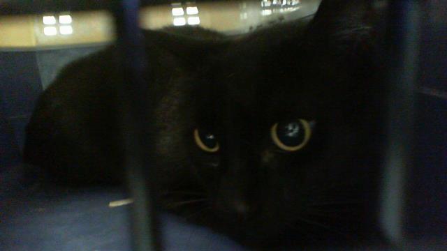 Bagheera