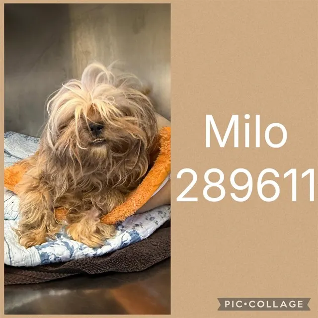 Milo