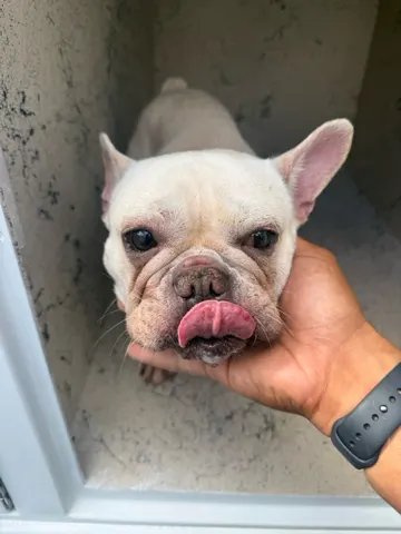 Frank The Tank
