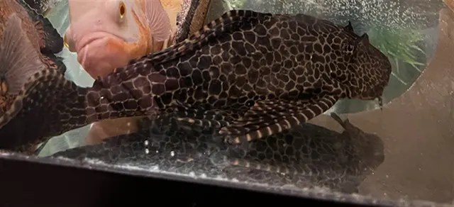 Pleco