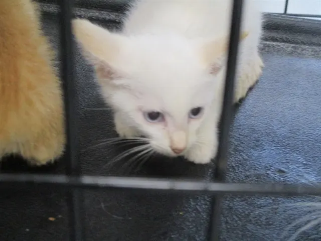 Adoptable Cat